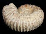 Large ( inch Wide) Mantelliceras Ammonite #3750-3